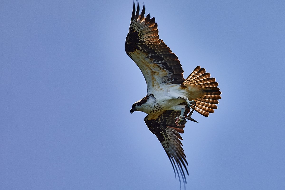 encrucijada chiapas